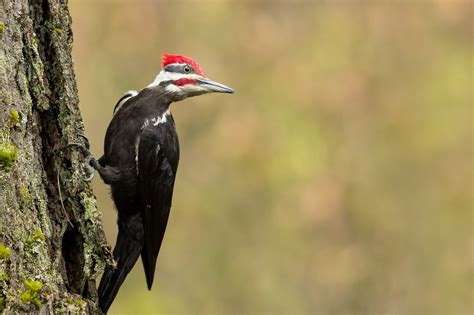 Pileated Woodpecker Size