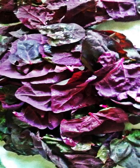 Orach Purple Mountain Spinach Seeds / Non-GMO Heirloom Open | Etsy