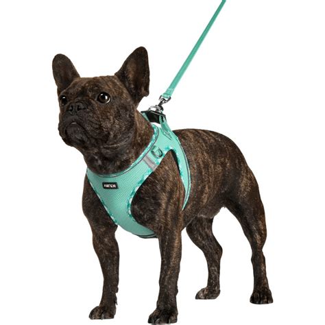 How To Choose The Best Dog Harness For Your Small Dogs