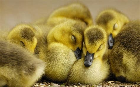 Baby Duck Wallpapers - Wallpaper Cave