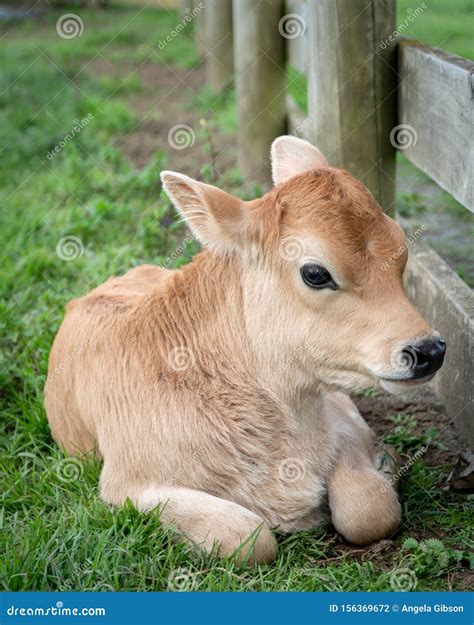 Jersey Cow Calf stock photo. Image of outdoor, field - 156369672