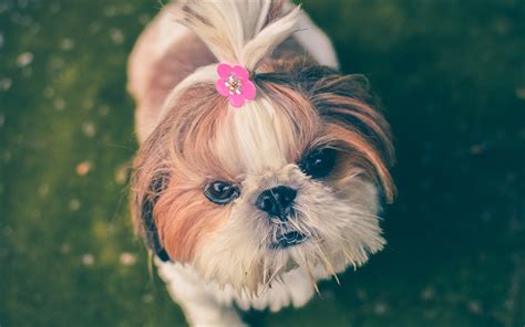 Download wallpapers 4k, Shih Tzu Dog, close-up, fluffy dog, pets, funny ...