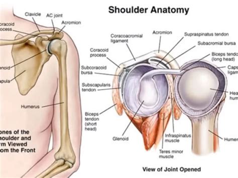 Anterior Shoulder Joint Anatomy