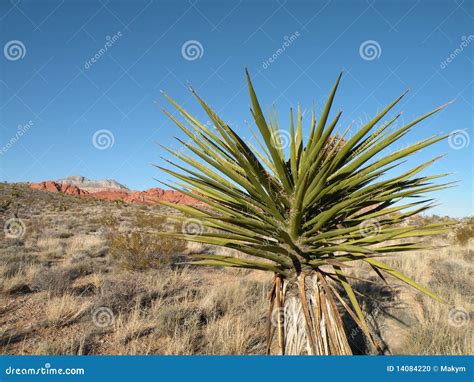 Desert Yucca Plant Stock Photo - Image: 14084220