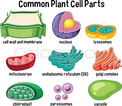 Common plant cell parts illustration ... | Pflanzenzellenmodell, Tierische zelle, Zellbiologie