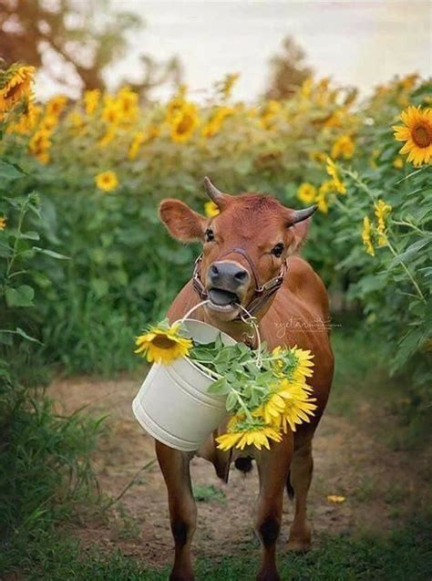 Sunflowers... | Cute baby cow, Cow pictures, Cute cows