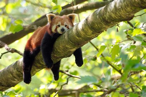 Transboundary conservation is essential to save endangered Red Pandas