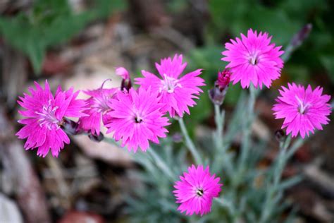 Free picture: pink, dianthus flowers