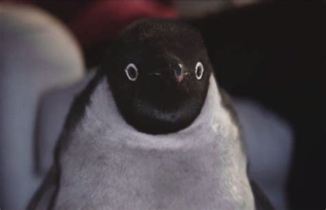 John Lewis Christmas advert: Why we love (and hate) Monty the penguin ...