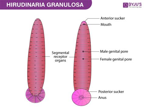 Leech - Anatomical Description and Circulatory System