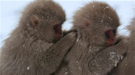 Nature - Snow Monkeys Grooming - Twin Cities PBS