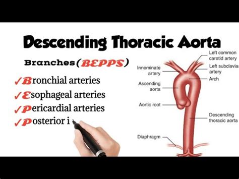 Descending Thoracic Aorta branches - YouTube