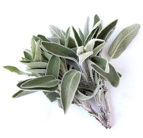 Sage Leaves | Herbs | Import and export from Morocco