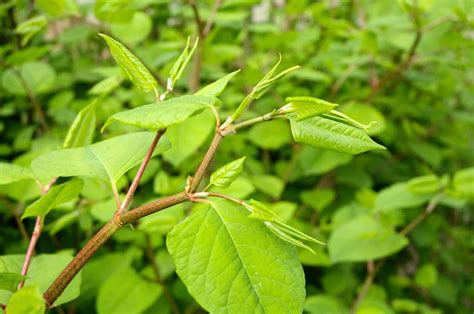 Identifying Japanese knotweed characteristics - A definitive guide