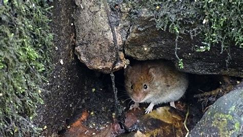 Bank Vole | BirdForum