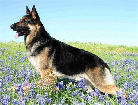 German Shepherd Dog Guide – Learn About the German Shepherd Dog | Γερμανικά