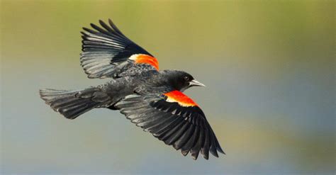 Red-winged blackbird Pictures - AZ Animals