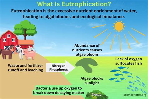 Cultural Eutrophication Diagram