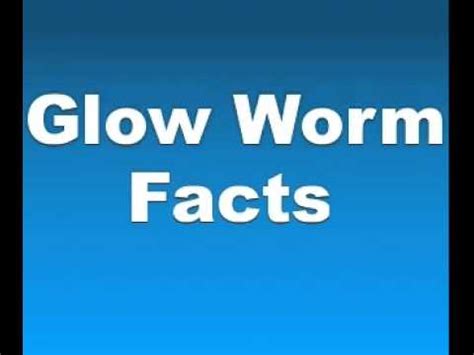 Glow Worm Facts - Facts About Glow Worms - YouTube