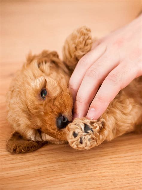 Teacup Poodle Information & Training | TrainPetDog