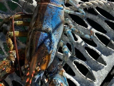 Rare lobster: Bowie is half-blue, half-red, half-male, half-female : NPR