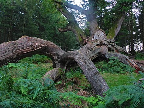 Savernake Forest, Wiltshire