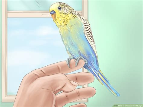 Parakeet Budgie Colors