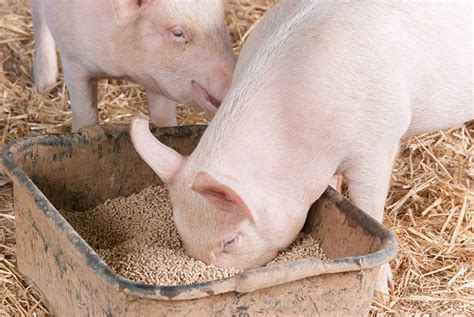 Best Pig Eating Stock Photos, Pictures & Royalty-Free Images - iStock