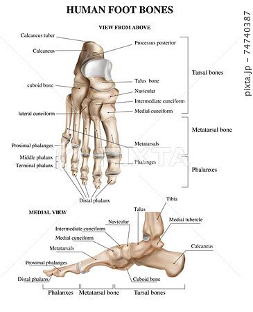 Feet Bone Anatomy - Abba Humananatomy