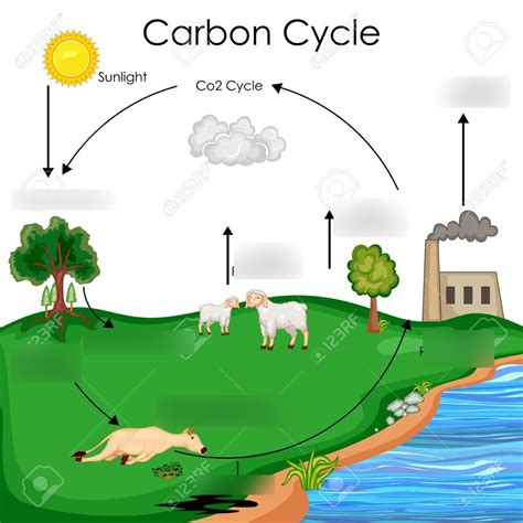 Carbon Cycle Diagram | Quizlet