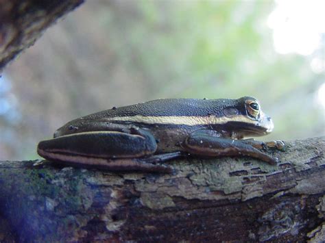Amphibians Of North America: American Amphibian List With Pictures & Facts.