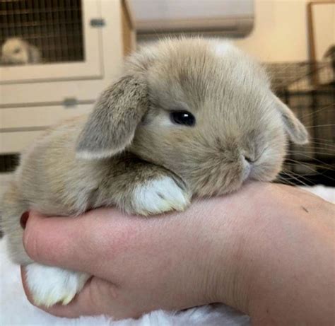 Jubilant rabbit #rabbitlove | Coelhos de estimação, Filhotes de animais ...