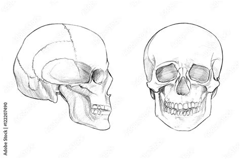 Hand drawn medical illustration drawing with imitation of lithography: Skull (face and profile ...