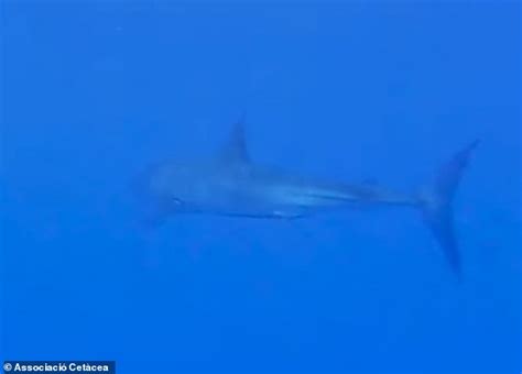 World's fastest shark that can top speeds of 45mph is spotted swimming ...