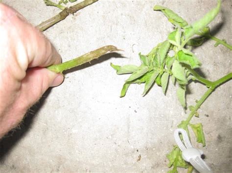 Potato Problems: Are Cutworms or Voles Causing Cut Stems?