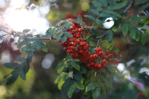 Red Berries · Free Stock Photo