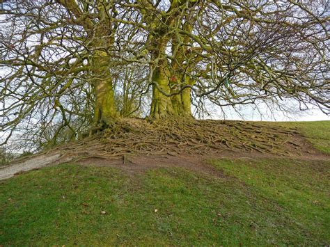 Avebury - Tree Roots © Chris Talbot cc-by-sa/2.0 :: Geograph Britain ...