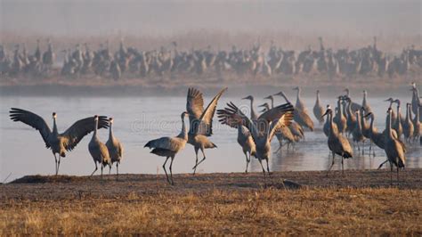 Sandhill Cranes on the Platte River Stock Photo - Image of morning ...