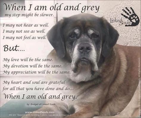 When I am old and gray | Old dogs, Dog poems, Dog quotes