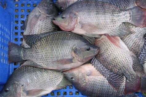 Exploring 7 Superior Types of Tilapia Fish in Indonesia - Regal Springs ...