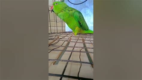 Mithoo | Mera mithoo | Popat | Parrot Lover #talkingparrot # ...