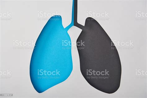 Top View Of Empty Blue And Black Lungs Model Isolated On White Stock ...