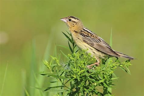 Female Bobolink | Flickr - Photo Sharing!