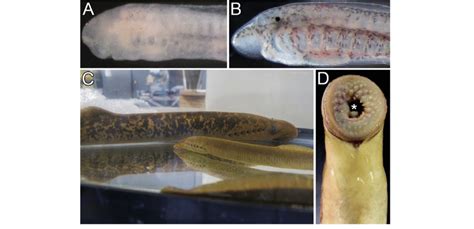 The sea lamprey, Petromyzon marinus. (A) Lamprey embryo at Tahara stage ...