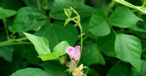 The Peace Bee Farmer: Beggar's Lice in Bloom