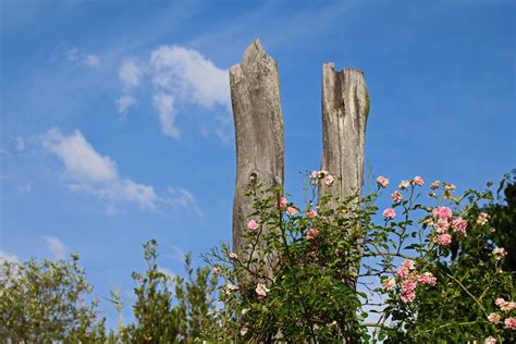 Forked Dead Tree Stump With Rose Free Stock Photo - Public Domain Pictures