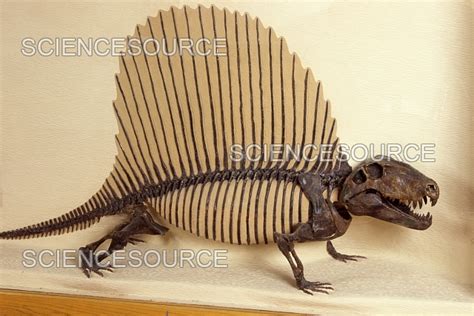 Dimetrodon Skeleton | Stock Image - Science Source Images