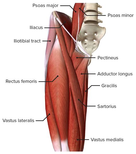 Hip Joint: Anatomy | Concise Medical Knowledge