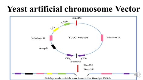 Yeast artificial chromosome Vector - YouTube