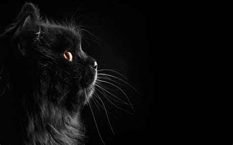 Cat Black Background Computer Desktop Wallpaper 34126 - Baltana